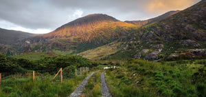A small herd of sheep gather at the foot of the rolling rugged hills of Kerry, They peep out at us from the end of a grassy country lane with a fence of timber and sheep wire . The sun's rays light along the mountain tops below a red ,grey and white sky.